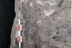 Foto (Detailansicht) von Phyllocladus integer Ettingshausen (NHMW-GEO-2024-0188-10210)